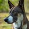 Dingo Kelpie kutya profilkép