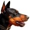 Doberman Pinscher dog profile picture