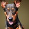 Dobie Heeler dog profile picture