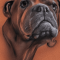 Dogo Cubano dog profile picture