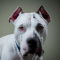 Dogo Pit dog profile picture