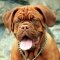 Dogue de Bordeaux dog profile picture