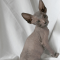 Doni szfinx macska profilképe