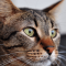 Egyiptomi mau macska profilképe