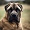 Englian Mastiff dog profile picture