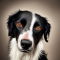 English Borsetter Collie dog profile picture