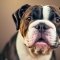 English Bulldog Terrier dog profile picture