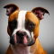 English Bully Staffy Bull Terrier dog profile picture