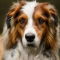 English Collie Shepherd dog profile picture