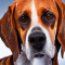 English Foxhound dog profile picture