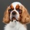English Toy Cocker Spaniel dog profile picture