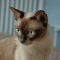 European Burmese cat profile picture