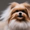 Ewokian dog profile picture