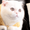 Exotic Shorthair cat profile picture