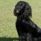 Field Spaniel dog profile picture