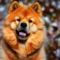 Finnish Chow Spitz dog profile picture