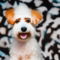 Foxy Bichon Terrier dog profile picture