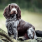 German Longhaired Pointer dog profile picture