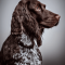 German Roughhaired Pointer dog profile picture