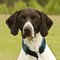 German Shorthaired Pointer dog profile picture