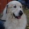 Great Pyrenees dog profile picture