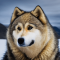 Grönlandi kutya kutya profilkép