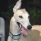 Greyhound dog profile picture