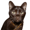 Havannai barna macska profilképe