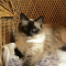 Himalayan cat profile picture