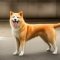 Hokkaido Dog dog profile picture