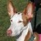 Ibizan Hound dog profile picture