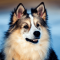 Icelandic Sheepdog dog profile picture
