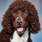 Irish Water Spaniel dog profile picture