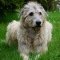 Irish Wolfhound dog profile picture