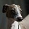 Italian Greyhound dog profile picture