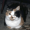 Japanese Bobtail cat profile picture