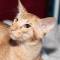 Javanese cat profile picture