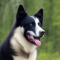 Karelian Bear Dog dog profile picture