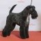 Kerry Blue Terrier dog profile picture