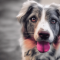 Koolie dog profile picture