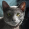 Korat cat profile picture