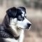 Labrador Husky dog profile picture