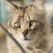 LaPerm cat profile picture