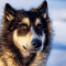 Lapp pásztorkutya kutya profilkép