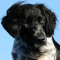 Nagy münsterlandi vizsla kutya profilkép