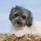 Lowchen dog profile picture