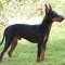 Manchester Terrier dog profile picture