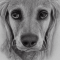 Marquesan kutya kutya profilkép