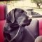 Mastador dog profile picture