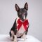 Miniature Bull Terrier dog profile picture